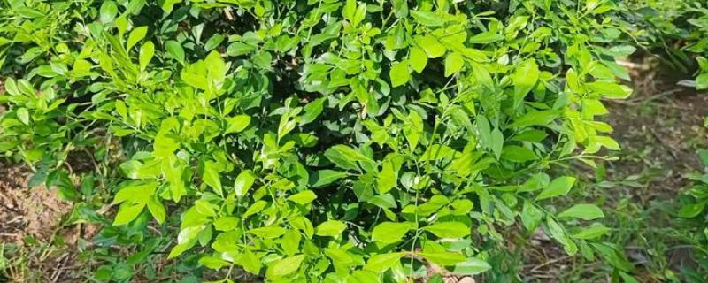 九里香小苗几年可以开花，栽种之后3-4年能开花