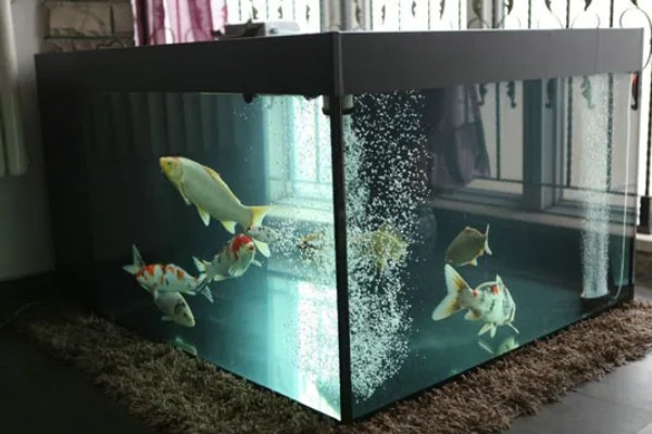 家里怎么养锦鲤，通常要投喂动物性饲料或合成饲料