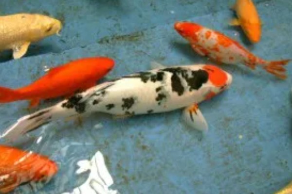 家里怎么养锦鲤，通常要投喂动物性饲料或合成饲料