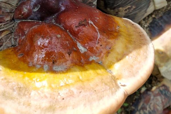 人工灵芝的价格，80-200元钱一斤