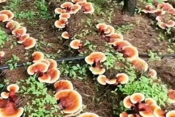 人工灵芝的价格，80-200元钱一斤