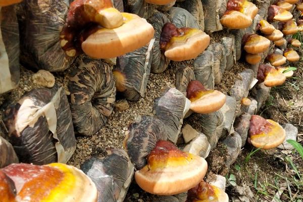 人工灵芝的价格，80-200元钱一斤