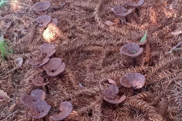 人工灵芝的价格，80-200元钱一斤