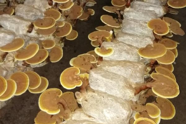 人工灵芝的价格，80-200元钱一斤