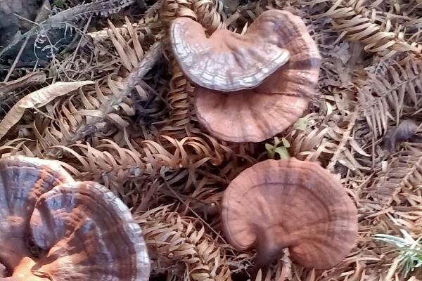 人工灵芝的价格，80-200元钱一斤