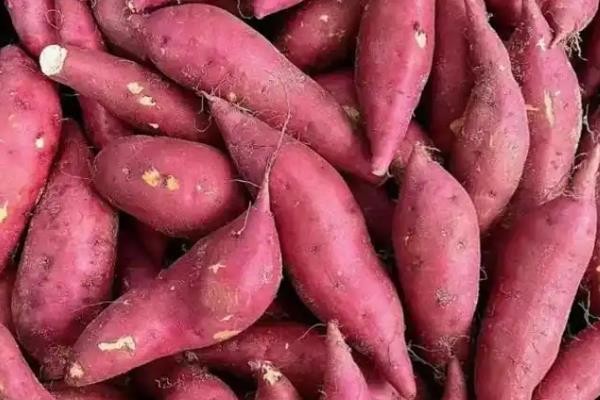 红薯的产地,原产于南美洲