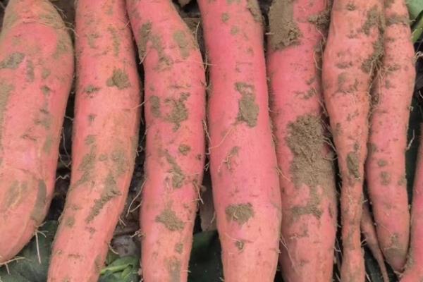 红薯的产地,原产于南美洲