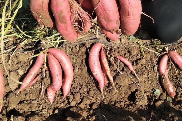 红薯的产地,原产于南美洲