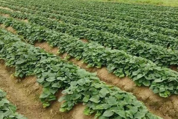 红薯的产地,原产于南美洲