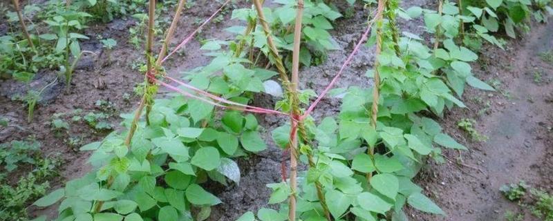 北方露地秋豆角什么时候种植，通常在7月中下旬种植