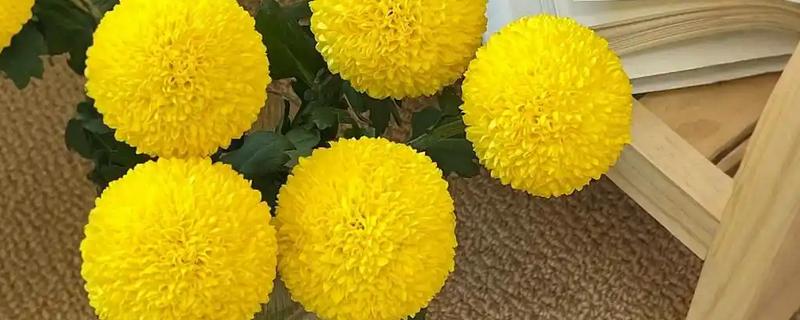 怎么水养乒乓菊，要做好定期换水