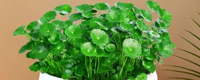 水培铜钱草叶子发黄的原因及解决方法，可能是水质变差导致