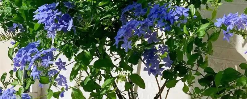 夏天蓝雪花的养护注意事项，适合生长在较为湿润的环境中