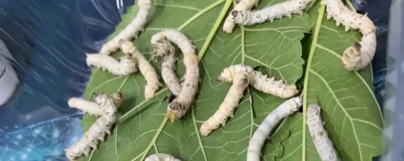 蚕可以吃什么食物，不同种类的蚕吃的东西不同