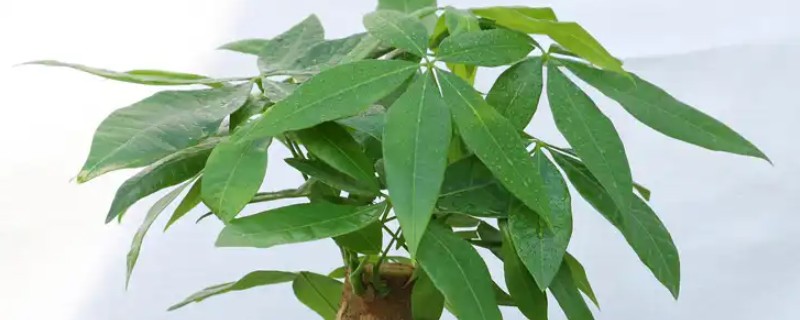 怎么养发财树，浇水要遵循干湿相间的原则