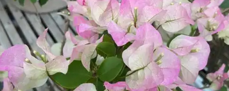 三角梅的养护方法，每隔1-2年要更换一次盆土