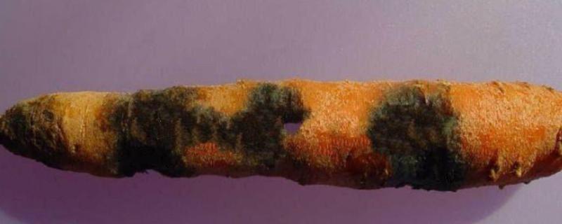 胡萝卜黑腐病的地区分布,我国山西、河北、内蒙古等地均可发生