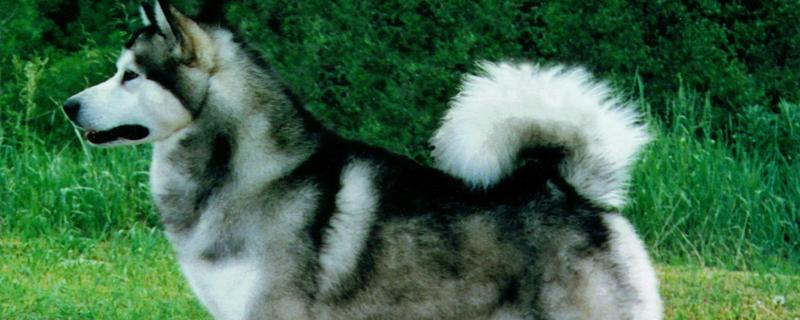 狗狗冬天会不会感觉到冷，要根据品种而定