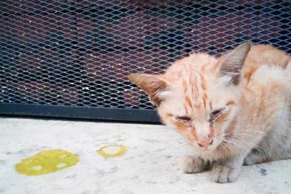 猫咪吐黄水吃哪种药,可以喂普西丁和维普达