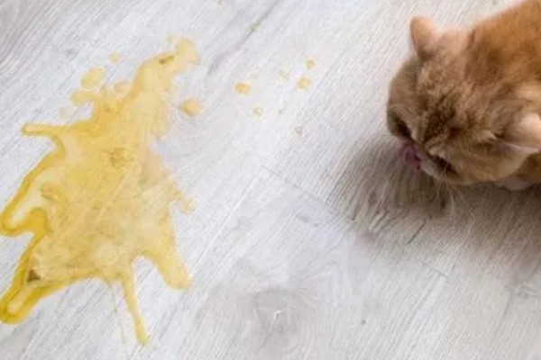 猫咪吐黄水吃哪种药,可以喂普西丁和维普达