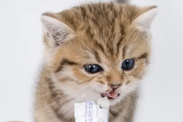 猫咪吐黄水吃哪种药,可以喂普西丁和维普达
