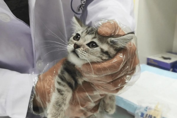 猫咪吐黄水吃哪种药,可以喂普西丁和维普达