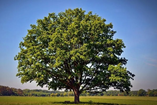 世界上的树有多少品种,一共有60065种树