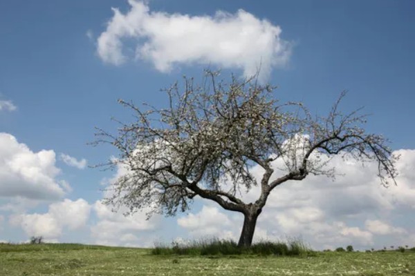 世界上的树有多少品种,一共有60065种树