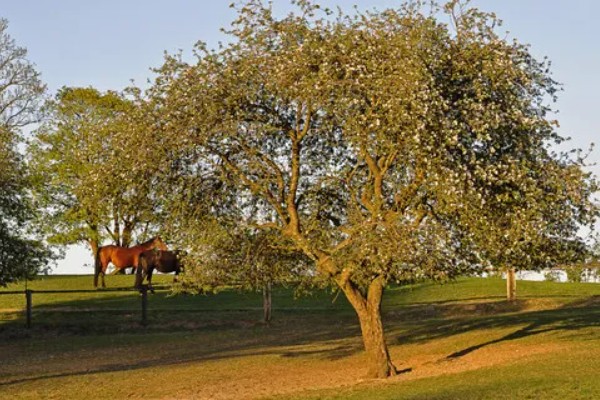 世界上的树有多少品种,一共有60065种树