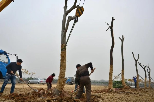 世界上的树有多少品种,一共有60065种树