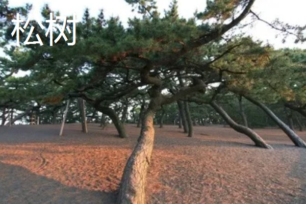 世界上的树有多少品种,一共有60065种树