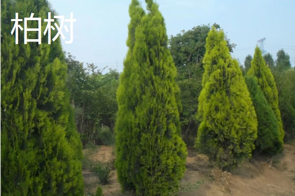 世界上的树有多少品种,一共有60065种树