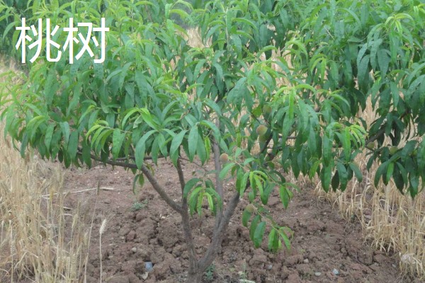 世界上的树有多少品种,一共有60065种树