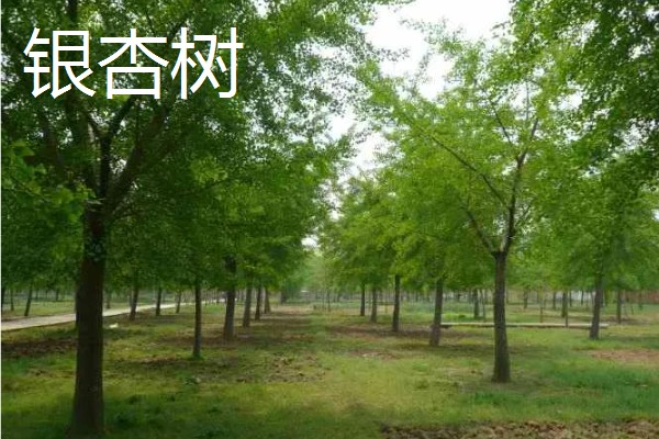 世界上的树有多少品种,一共有60065种树