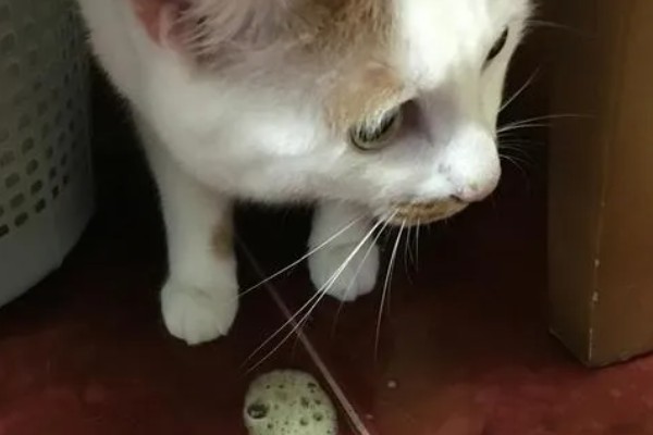 猫咪吐黄水吃哪种药,可以喂普西丁和维普达