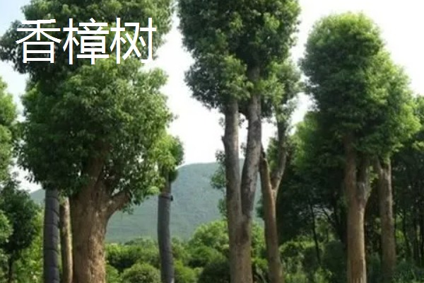 世界上的树有多少品种,一共有60065种树