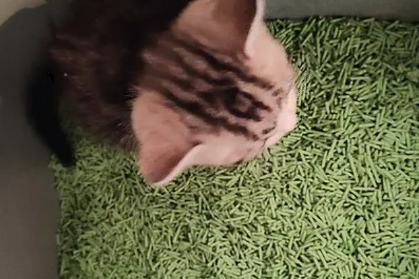 猫咪吐黄水吃哪种药,可以喂普西丁和维普达