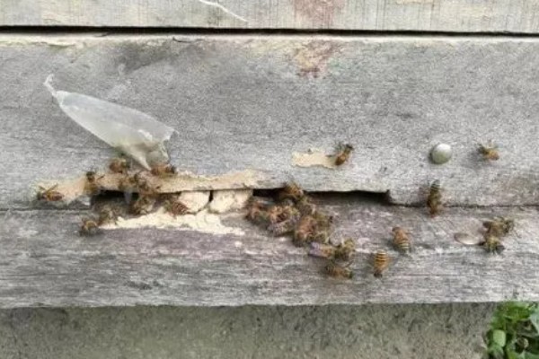 蜜蜂白垩病的症状，患病的幼虫在封盖的前后死亡