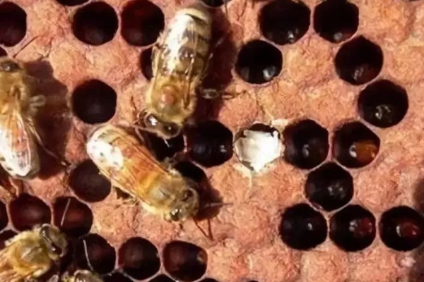 蜜蜂白垩病的症状，患病的幼虫在封盖的前后死亡