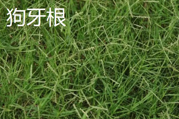 有哪些热带护坡草种,有狗牙根、黑麦草、百喜草等