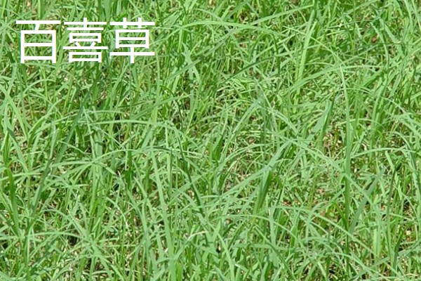 有哪些热带护坡草种,有狗牙根、黑麦草、百喜草等