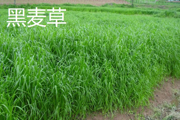 有哪些热带护坡草种,有狗牙根、黑麦草、百喜草等