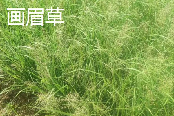 有哪些热带护坡草种,有狗牙根、黑麦草、百喜草等