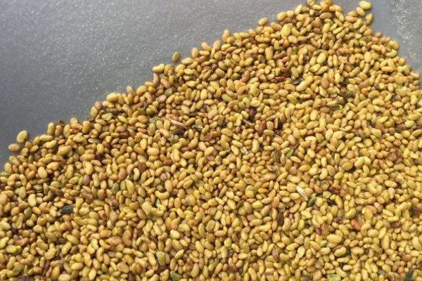 有哪些热带护坡草种,有狗牙根、黑麦草、百喜草等