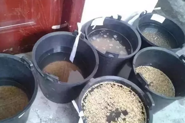 有哪些热带护坡草种,有狗牙根、黑麦草、百喜草等