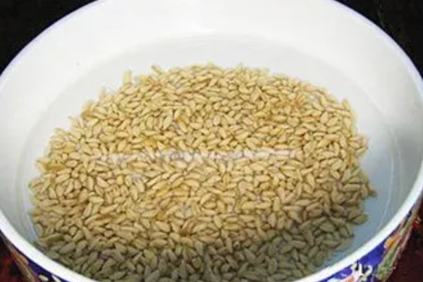 有哪些热带护坡草种,有狗牙根、黑麦草、百喜草等