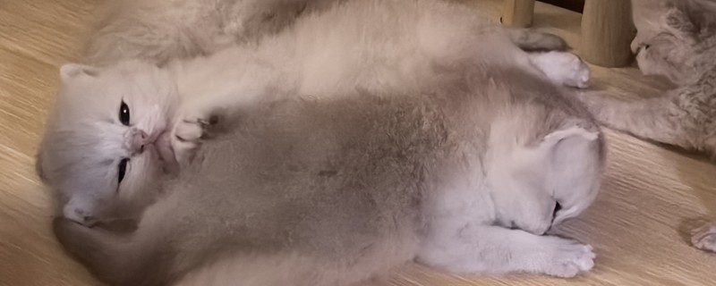 幼猫后腿无力走路不稳的原因，可能是低血糖所致