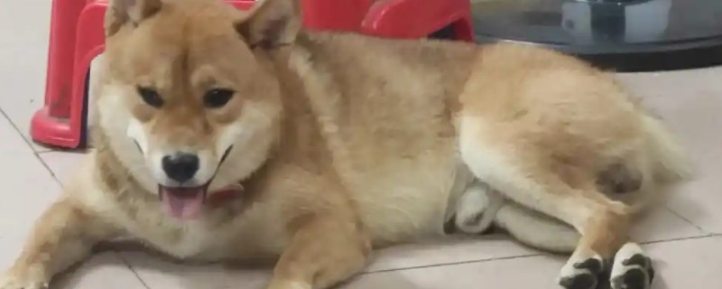 犬蛔虫病的症状,会引起小肠的机械刺激