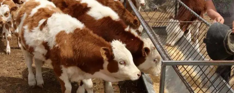 成年牛的月龄,是24月龄的