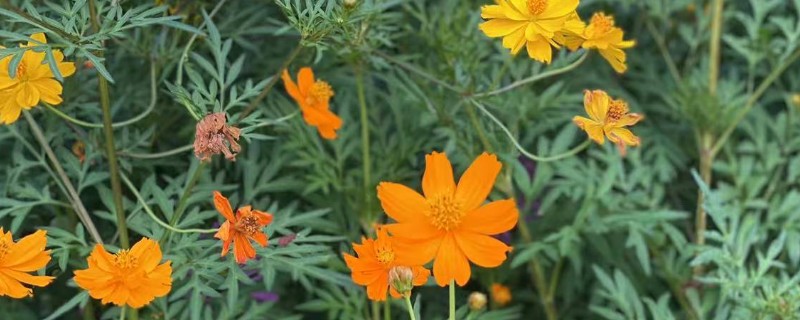 怎么种硫华菊，可采用播种法、扦插法等